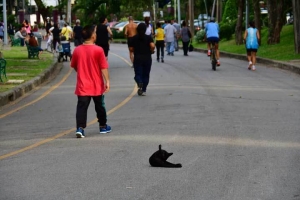 ルンピニ公園 ウォーキングの人と猫 Bangkok Cat
