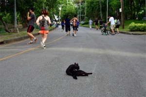 ルンピニ公園 ランニングの人と猫 Bangkok Cat