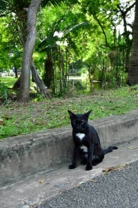 ルンピニ公園の猫