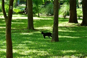 ルンピニ公園の猫