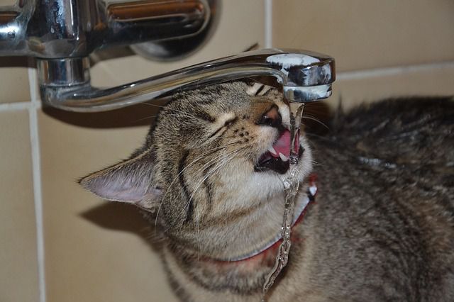 水道水 を飲む 猫