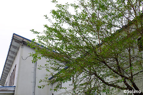 奥羽本線・神町駅。駅舎に寄りそう桜の木