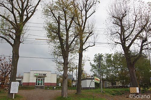 JR富良野線・千代ヶ岡駅とヤチダモ、ハルニレの4本の巨樹