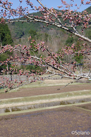 肥薩線・矢岳駅、つぼみのままの桜