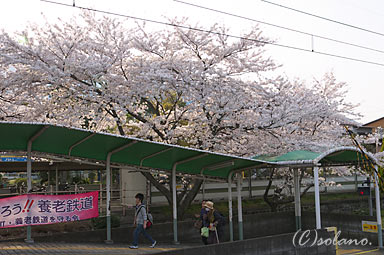 養老鉄道・養老駅、駅構内の桜が満開